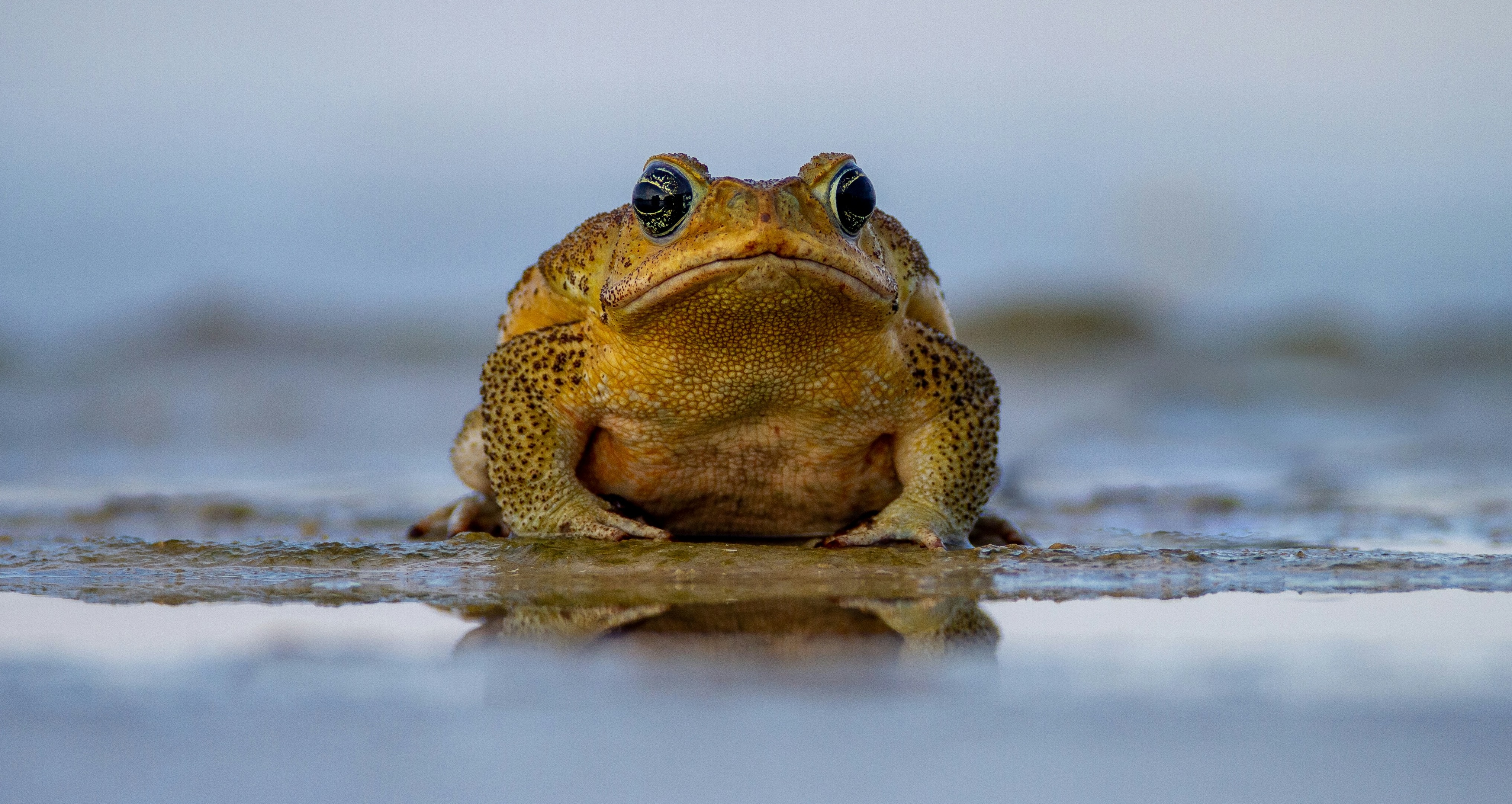 The Boiling Frog Myth Is False. The Lesson for Advisors Is Absolutely True.