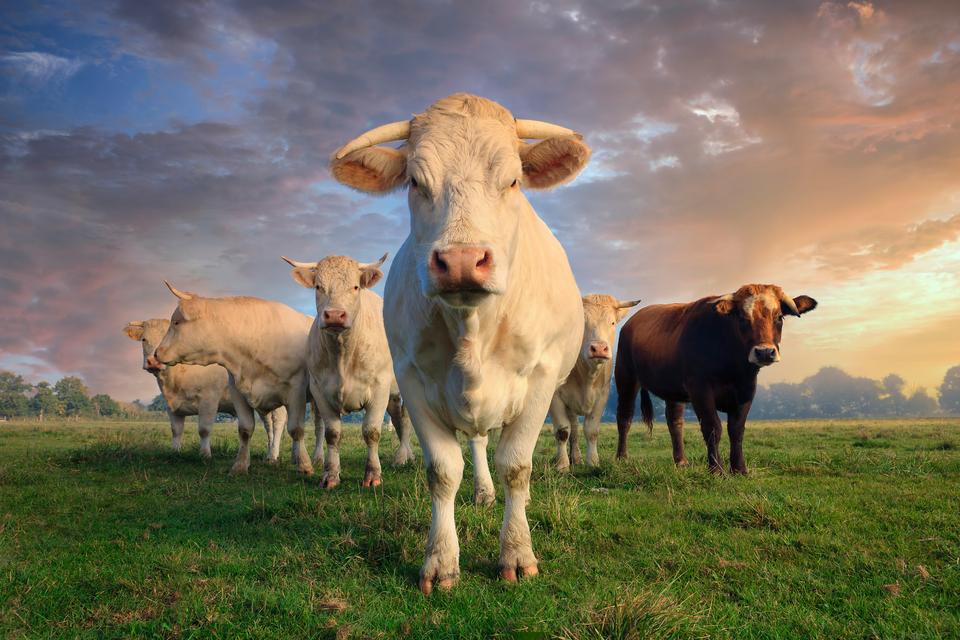 The Beef Crisis Is Bigger Than Beef: The Food Supply Problem We Can’t Ignore